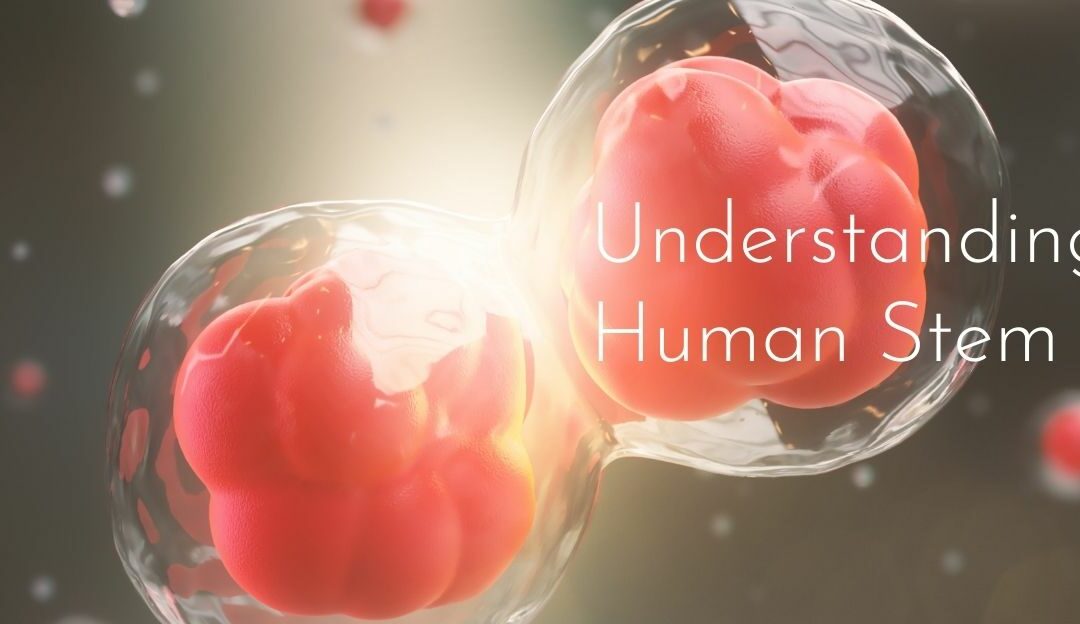 Understanding Human Stem Cells – We Review 4 Serums