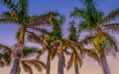 Treatments, Trends + The Pulse of the Industry – IECSC West Palm 2025